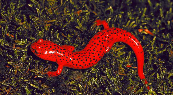 Close-up of a red salamander with small red spots